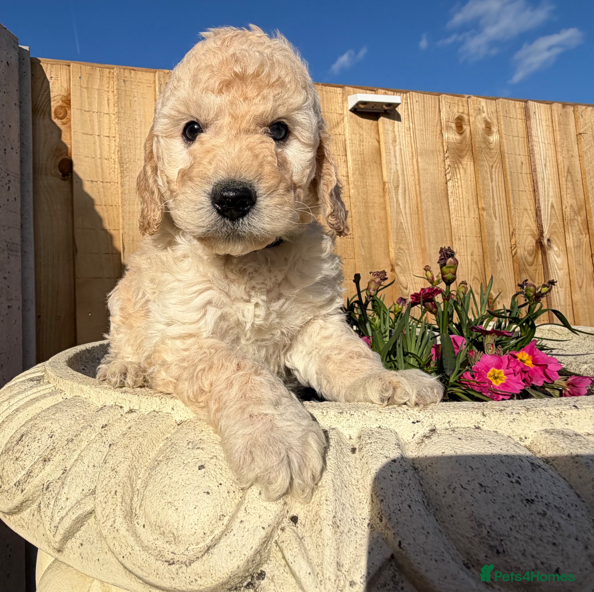 Cockapoo dogs Cockapoo puppies  - Advert 9