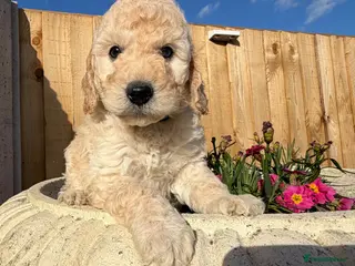 Cockapoo dogs Cockapoo puppies - Advert 9