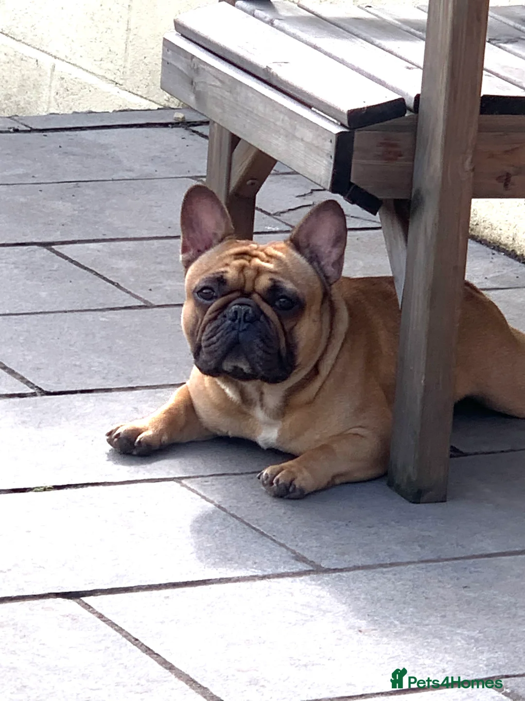 French Bulldog dogs for stud: Red fawn Dicar sired silver health tested in Edinburgh - Advert 26