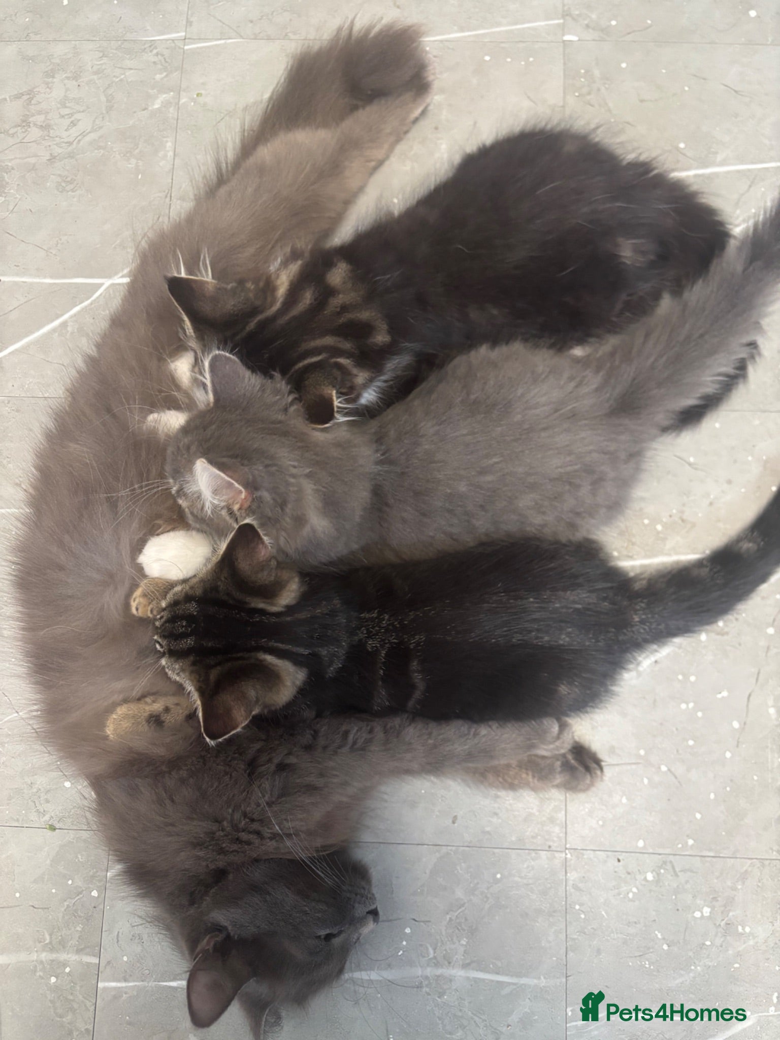 Maine Coon cats Maine coone x British short hair kittens - Advert 1