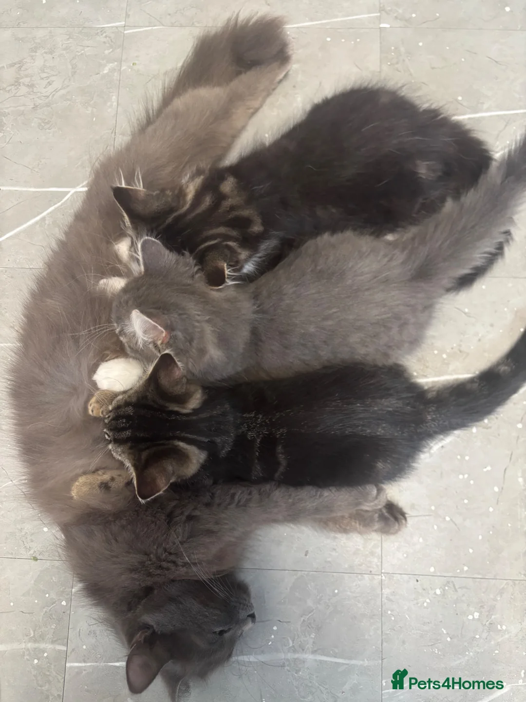 Maine Coon cats for sale: Maine coone x British short hair kittens - Advert 1
