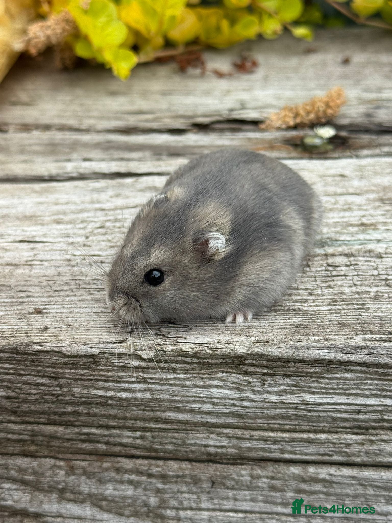 Hamster rodents for sale:  Beautiful baby winter white russian hamsters - Advert 3