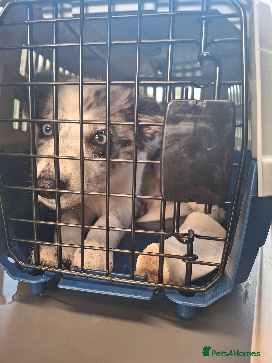 Australian Shepherd dogs for sale: Bluey - Image 8