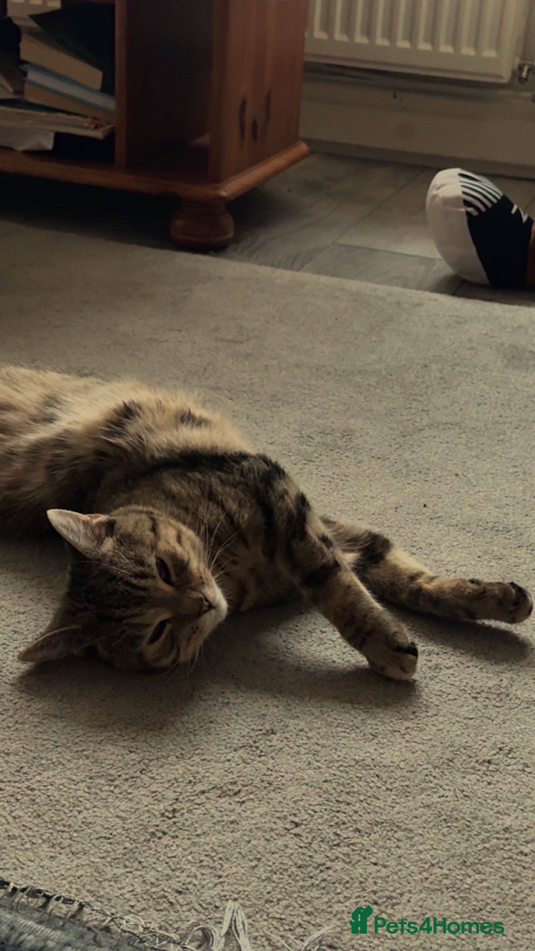 Mixed Breed cats Beautiful and friendly Tabby cat - Advert 5