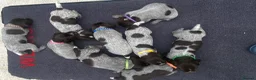 German Wirehaired Pointer dogs for sale: KC Registered German Wirehaired Pointer Puppies - Advert 3