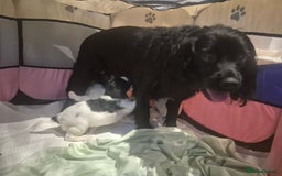 English Springer Spaniel dogs for sale: Springer pups - Image 16