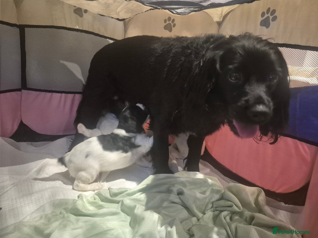 English Springer Spaniel dogs for sale: Springer pups - Image 16