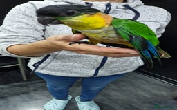 Parrots birds for sale: Hand reared Baby Black Headed Caiques  - Image 5