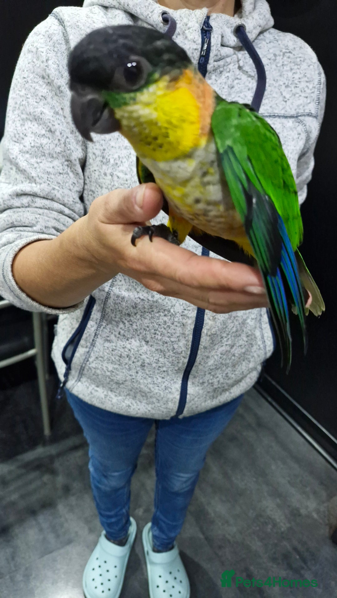 Parrots birds for sale: Hand reared Baby Black Headed Caiques  - Image 5