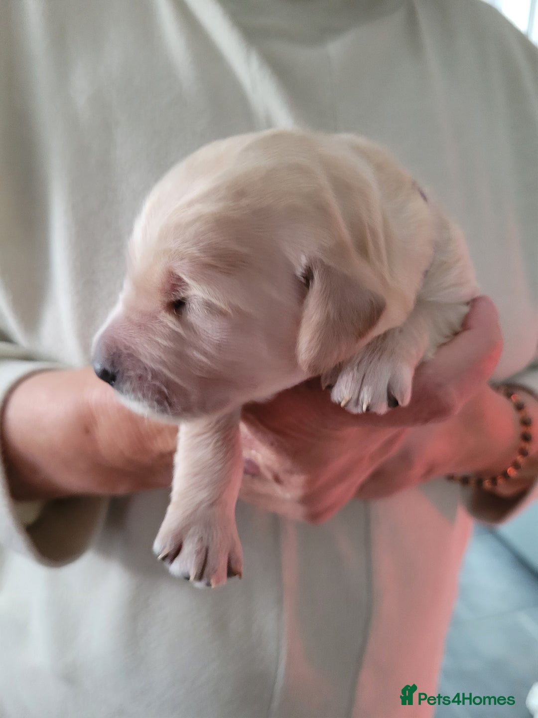 Goldendoodle dogs for sale: Goldendoodles F1, both parents hip scored          - Image 21