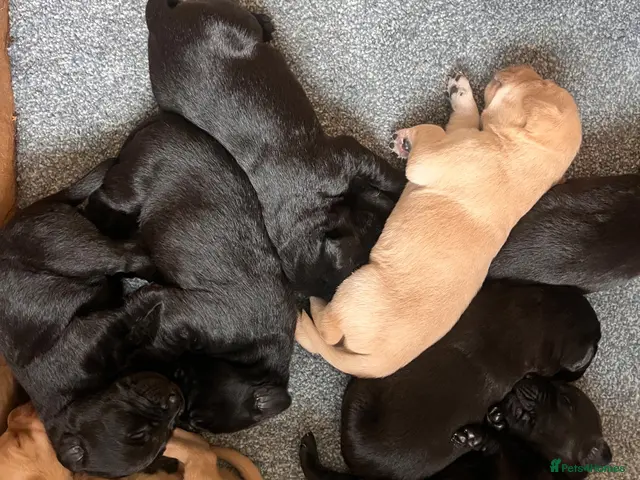 Labrador Retriever dogs Homebred much loved Labrador Puppies - Advert 1