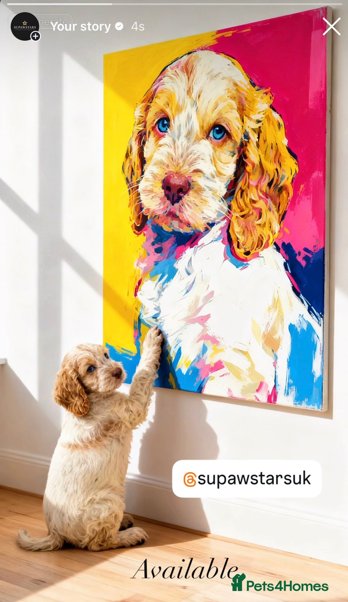 Cockapoo dogs Fabulous F1 cockapoos - Advert 3