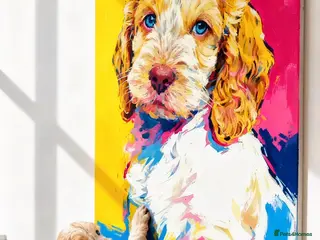 Cockapoo dogs Fabulous F1 cockapoos - Advert 3