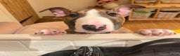 English Bull Terrier dogs for sale: English Bull Terrier male puppy  - Advert 7