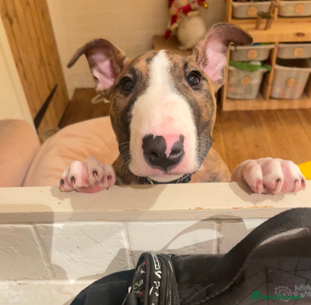 English Bull Terrier dogs for sale: English Bull Terrier male puppy  - Advert 7
