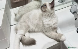 Ragdoll cats for sale: Last 2 Active boys, Champion blood - Image 10