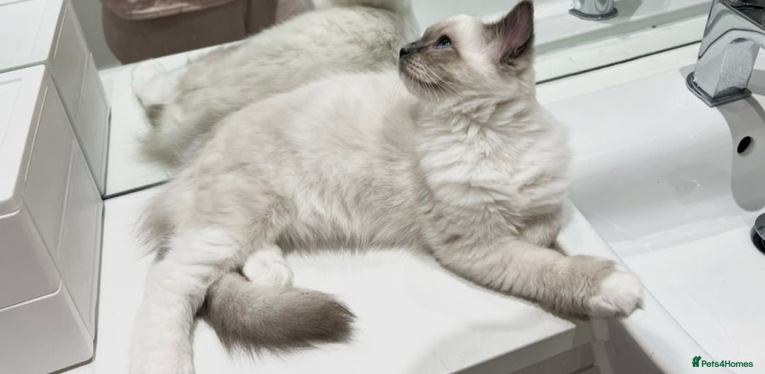 Ragdoll cats for sale: Last 2 Active boys, Champion blood - Image 10