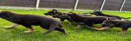 German Shepherd dogs for sale: Outstanding KC German Shepherd puppies - Advert 15