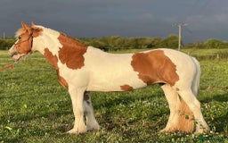 Irish Cob horses for sale: 13’2 cob, 7 year old all rounder  - Image 4