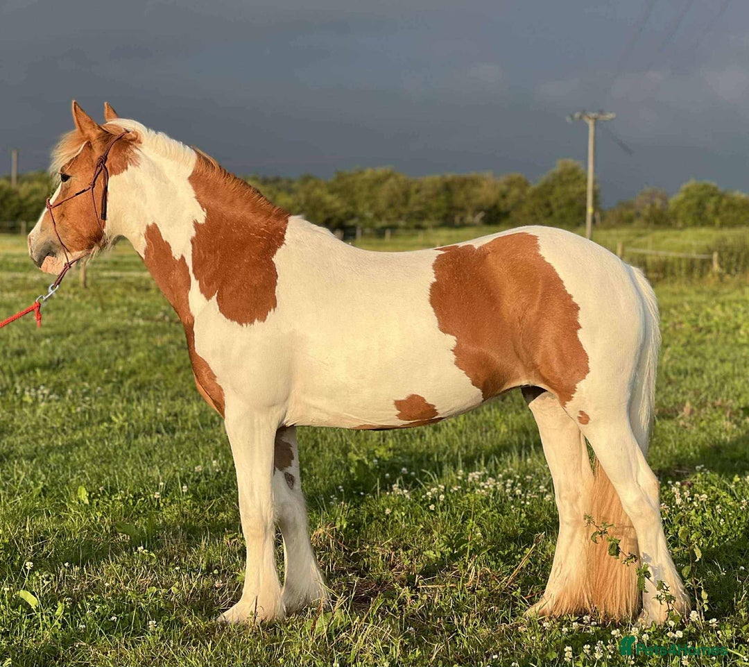 Irish Cob horses for sale: 13’2 cob, 7 year old all rounder  - Image 4