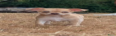 Chihuahua 1