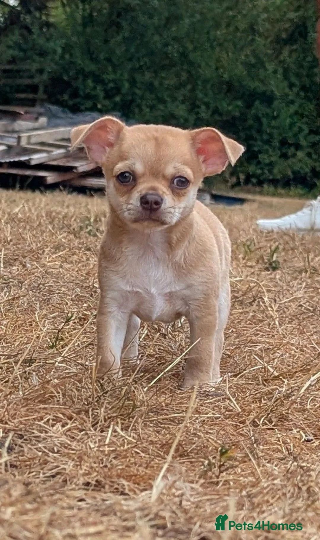 Chihuahua dogs for sale: Adorable chihuahua puppies - Advert 1
