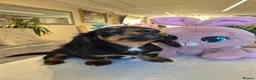 Miniature Dachshund dogs for sale: Beautiful Miniature Dachshund Ready to leave!♥️💙 - Advert 33