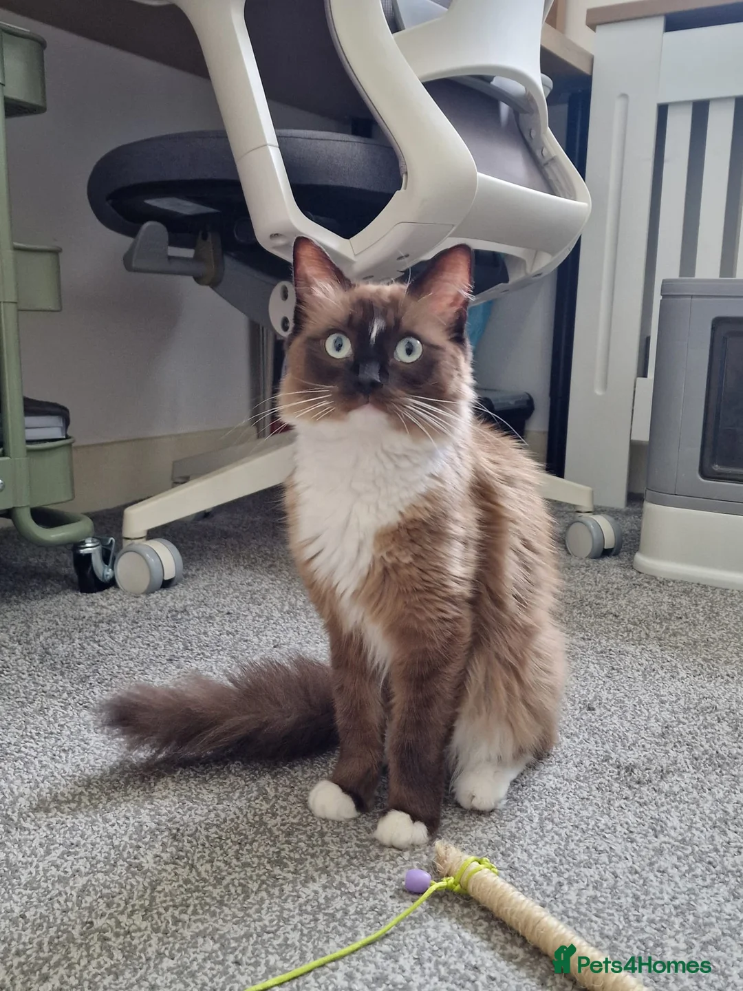 Ragdoll cats for sale: Beautiful, sweet female Ragdoll (indoor cat) in Sheffield - Advert 2