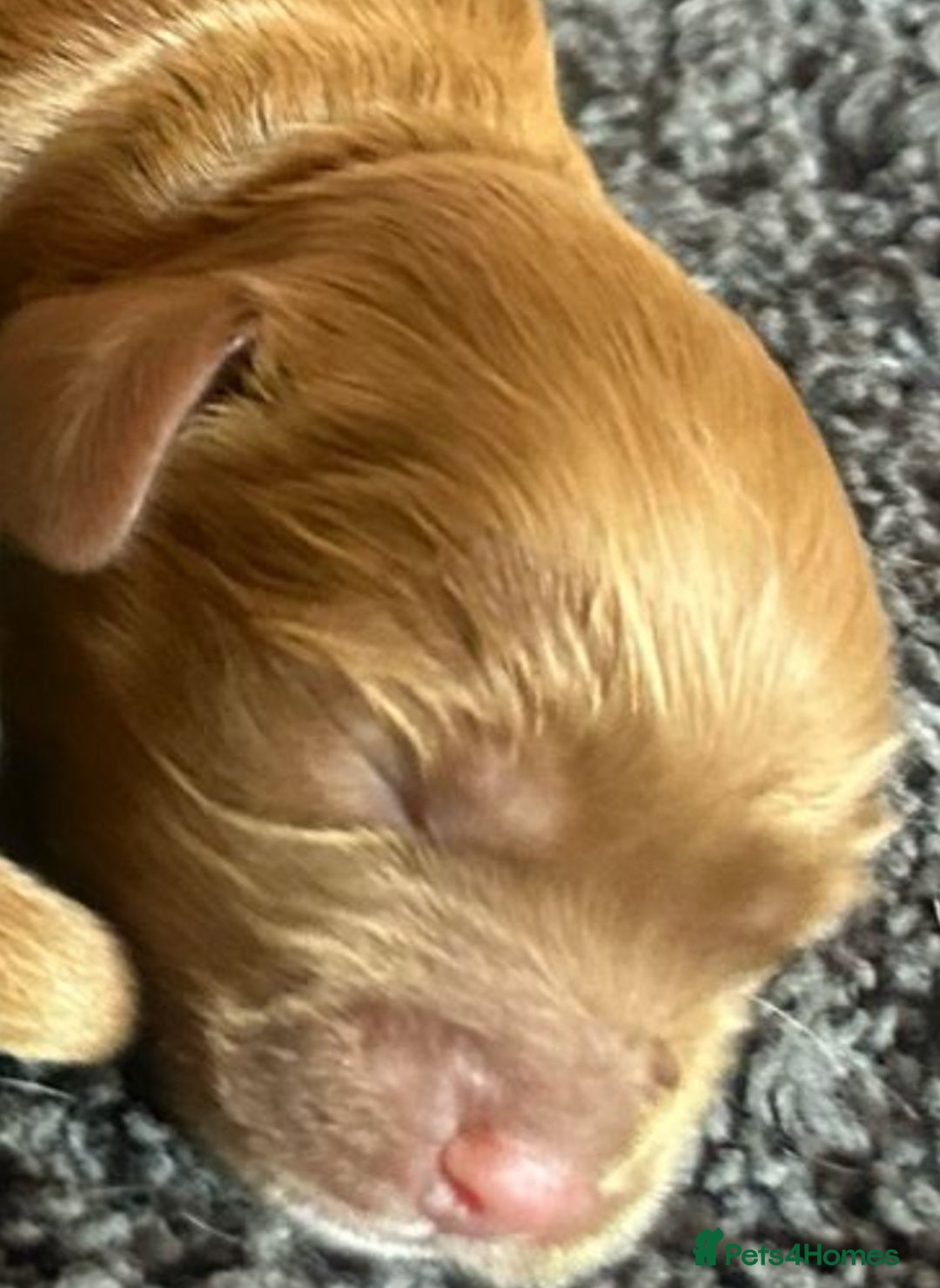 Cavapoo dogs for sale: Miniature F1 cavapoo  - Image 9