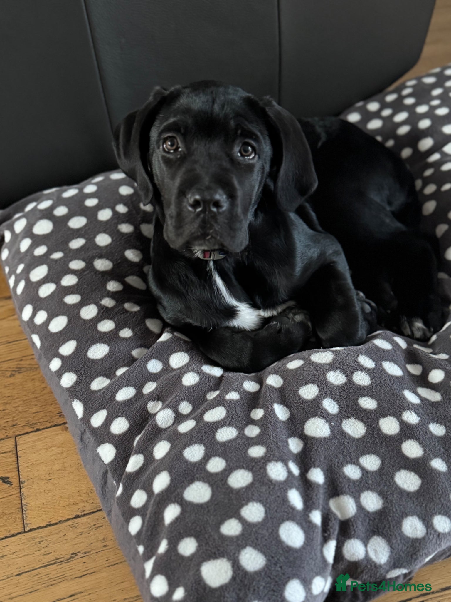 Cane Corso dogs Cane corso pups  - Advert 2