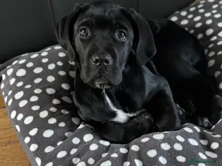 Cane Corso dogs Cane corso pups - Advert 2