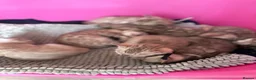 Bengal cats for sale: TICA Reg Bengal Kittens. Ready Next Month - Advert 8
