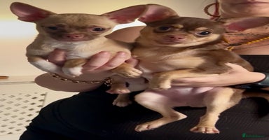 Chihuahua dogs - Advert 2