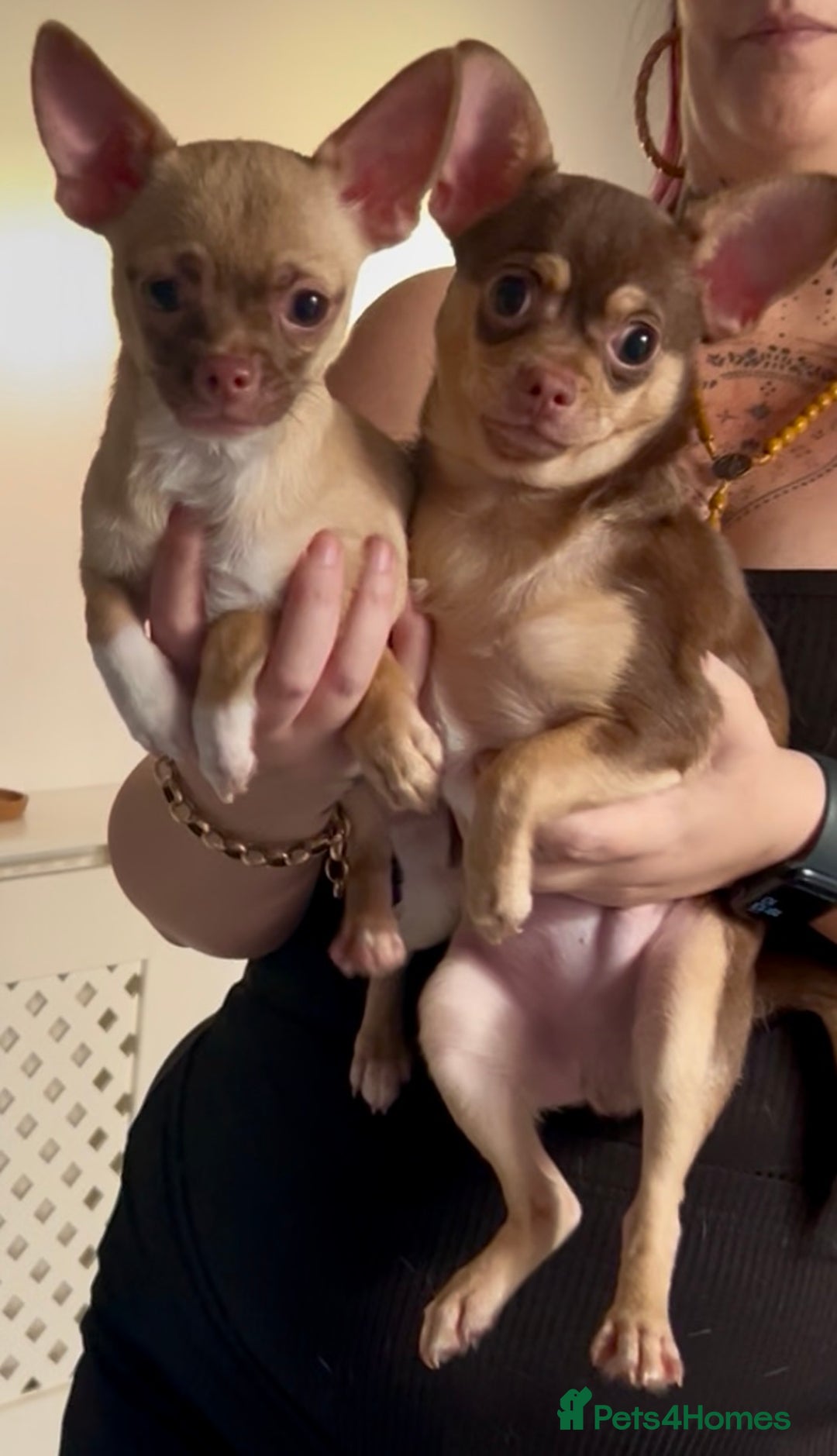 Chihuahua dogs for sale: Chihuahua 2 boys pups - Image 3