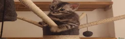 Bengal cats for sale: Stunning Silver Charcoal Bengal boy - Advert 3