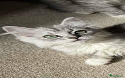 Mixed Breed cats for sale: Persian x Ragdoll kittens - Image 27