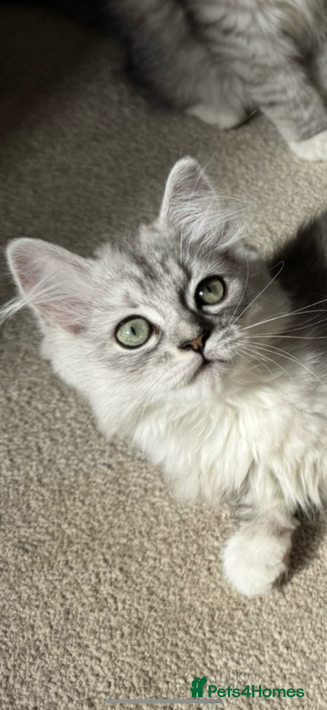 Mixed Breed cats for sale: Persian x Ragdoll kittens - Image 27