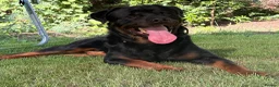 Rottweiler dogs for stud: 🏆⭐️Proven Stud – Excellent Temperament⭐️🏆 - Advert 2