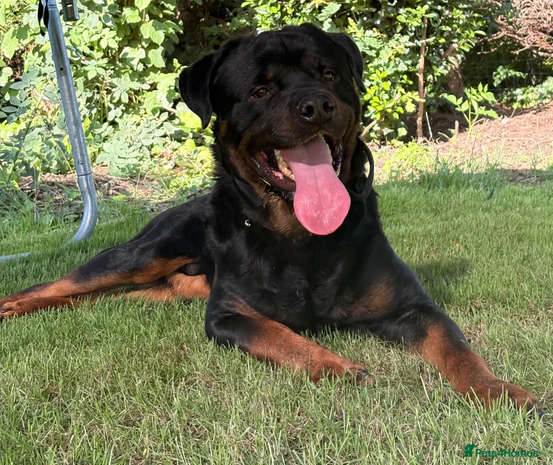 Rottweiler dogs for stud: 🏆⭐️Proven Stud – Excellent Temperament⭐️🏆 - Advert 2