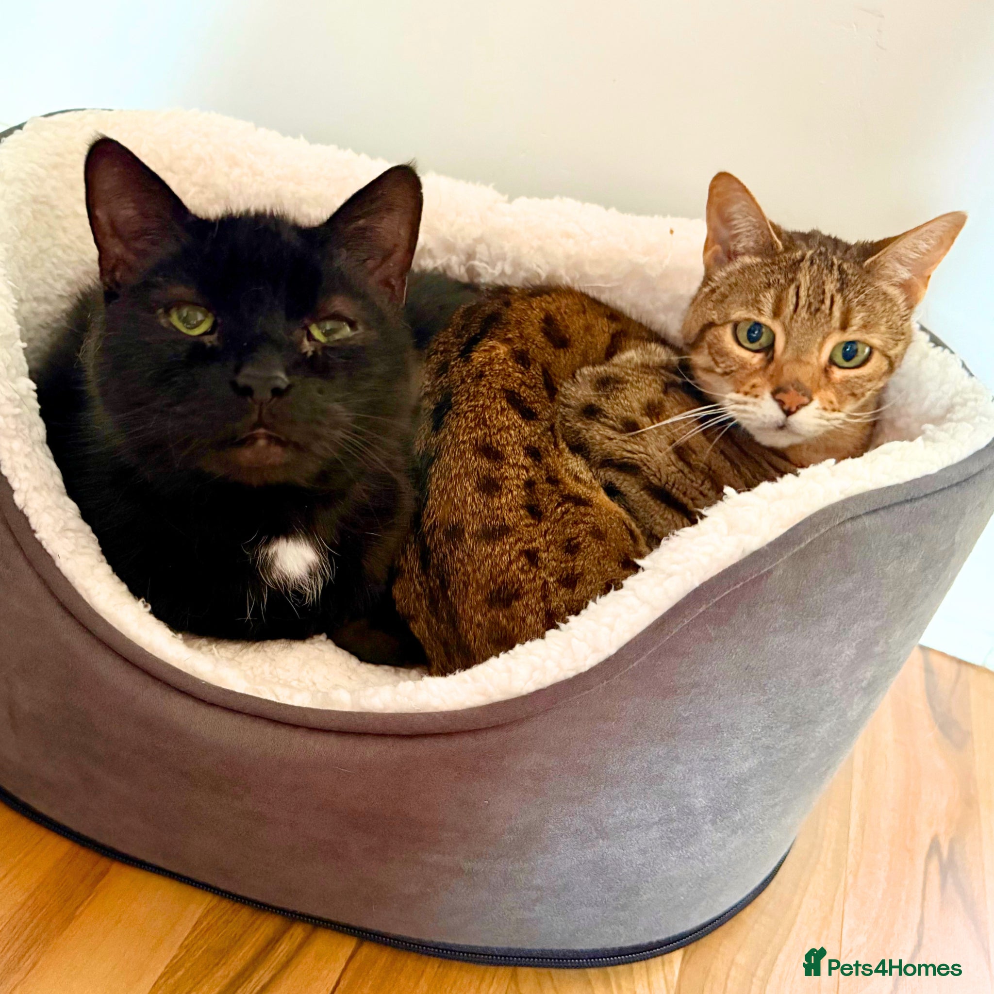 Bengal cats Playful Sister Kitties - Advert 1