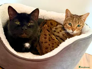 Bengal cats Playful Sister Kitties - Advert 2
