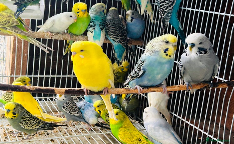 Budgerigars birds in Luton - Advert 3