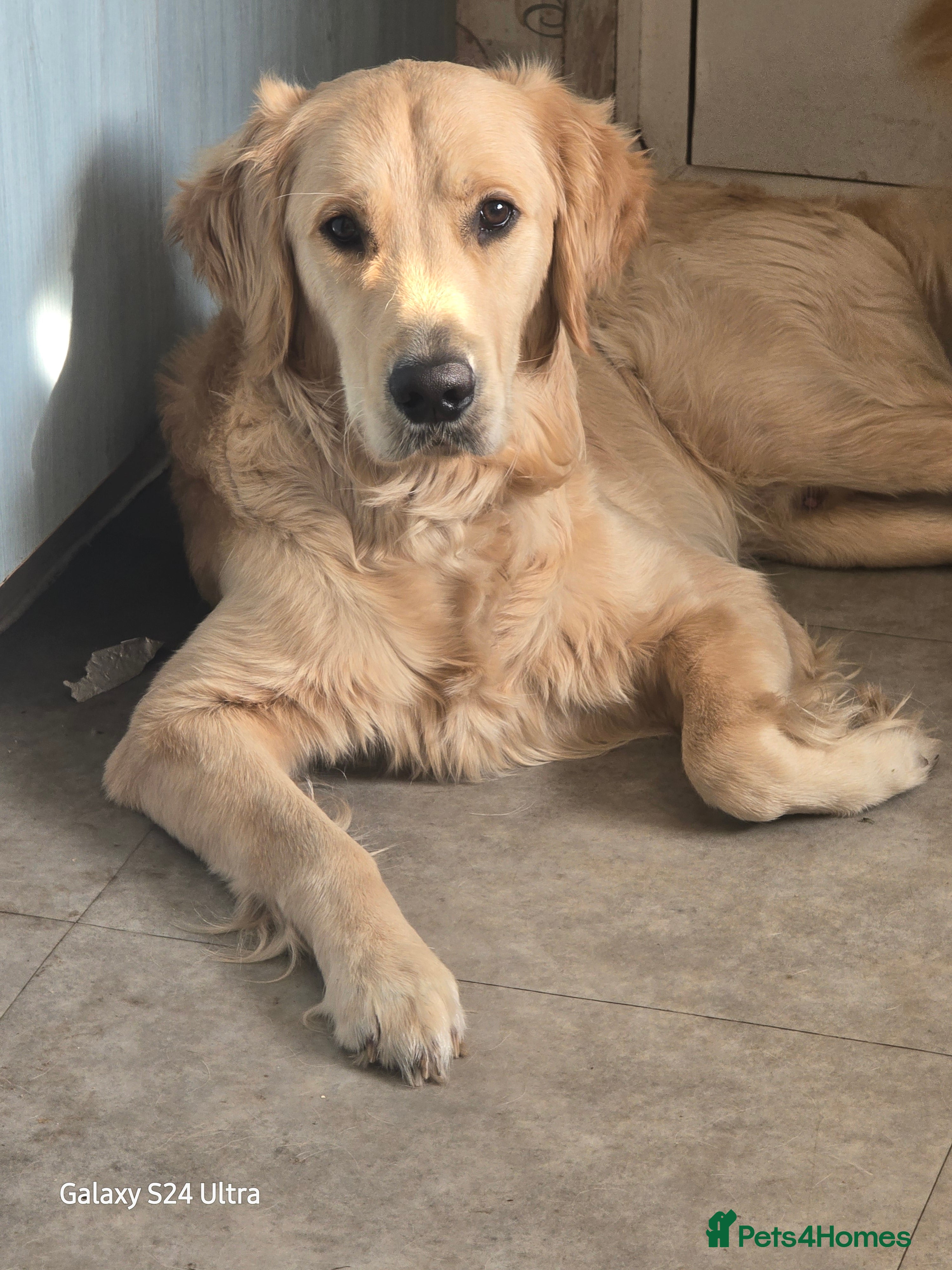 Golden Retriever dogs Meet Prince  - Advert 18