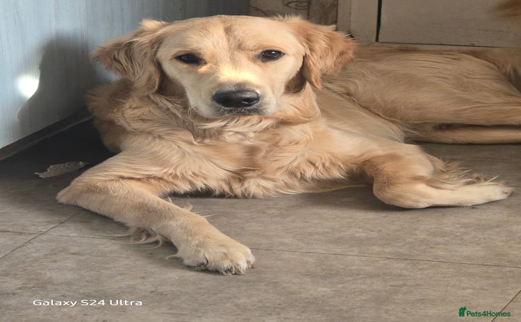Golden Retriever dogs - Advert 1