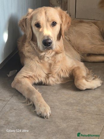 Golden Retriever dogs - Advert 2