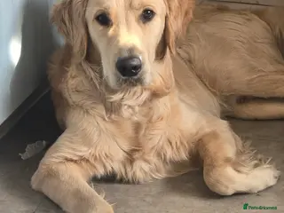 Golden Retriever dogs Meet Prince - Advert 1