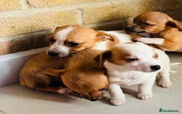 Chihuahua dogs for sale: Chihuahu Puppies - Image 7