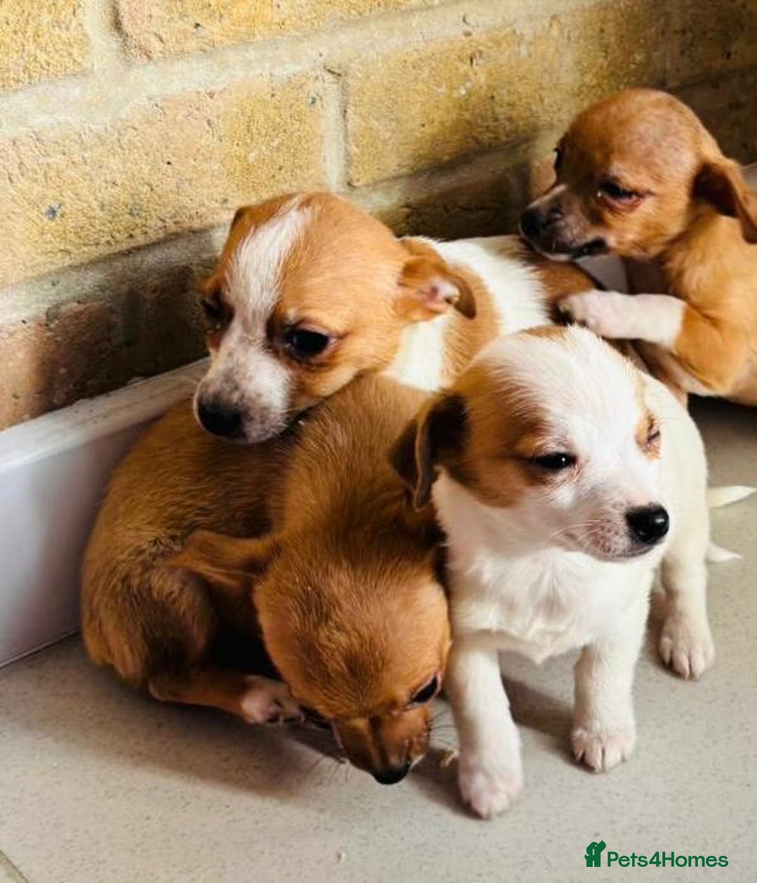Chihuahua dogs for sale: Chihuahu Puppies - Image 7