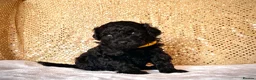 Miniature Poodle dogs for sale: 🌟Stunning Mini Poodles🌟CHAMPION LINES, DNA CLEAR - Advert 6