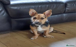 Jack Russell dogs for sale: Jack Russell Terrier - Image 6